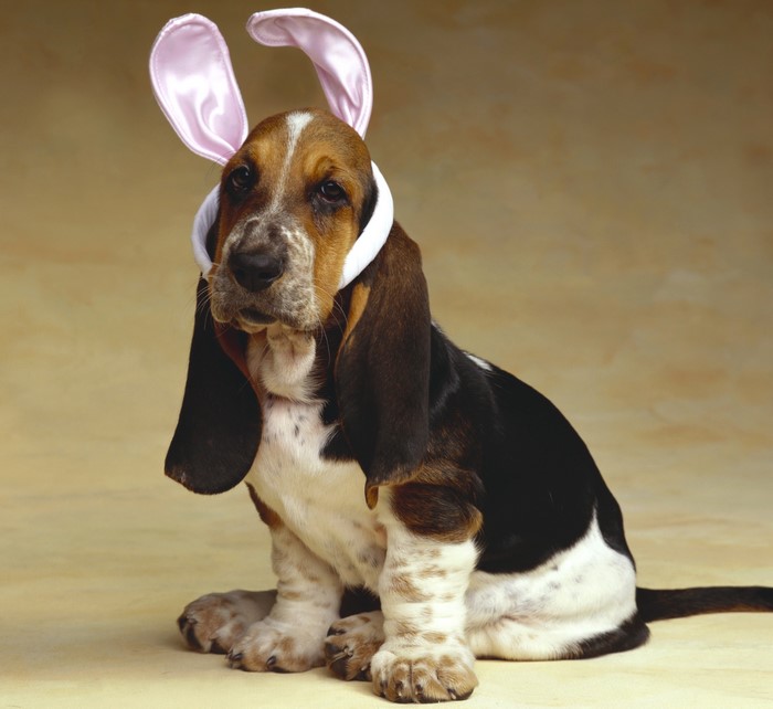 Basset Hound puppy wearing pink bunny ears