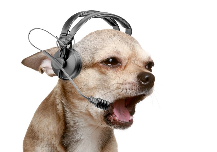 Chihuahua dog wearing headphones and microphone