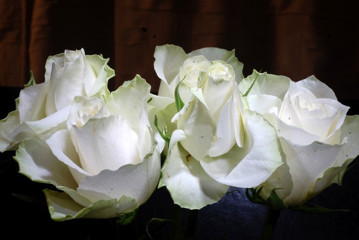 4K White Roses Closeup