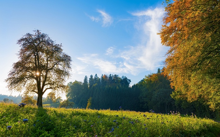 Autumn tree in a sunlit meadow with forest background