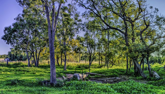Trees and grass in a rural landscape