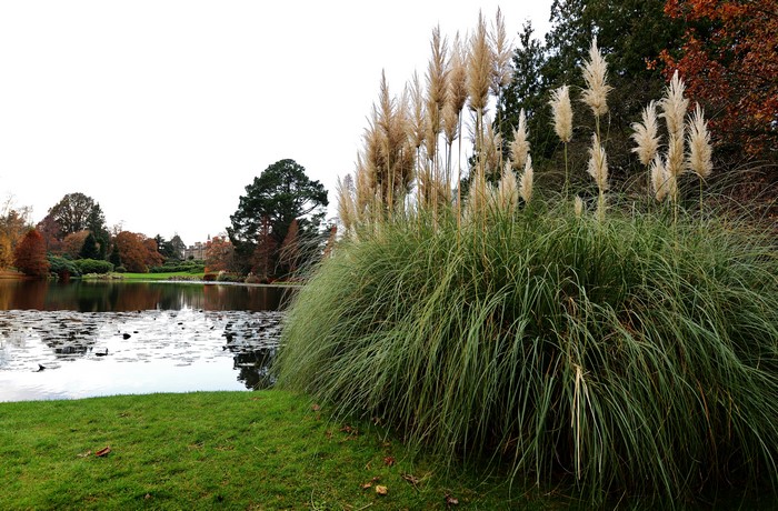 Pampas grass by a lake at Sheffield Park Garden, UK