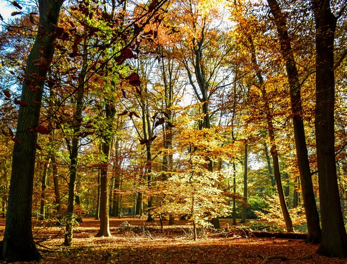 Autumn forest in Maurick Castle Park, Netherlands