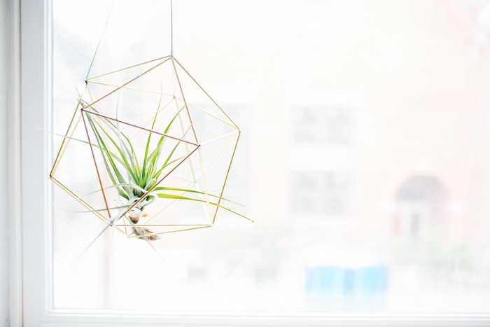 Hanging geometric planter with air plant by window