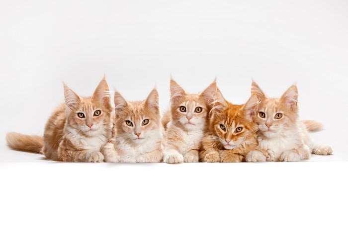Five ginger Maine Coon kittens on a white background