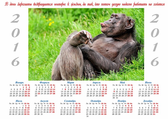 Chimpanzee relaxing on grass calendar 2016