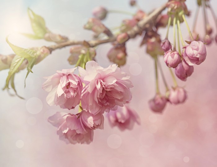 4K Closeup of Pink Cherry Blossoms
