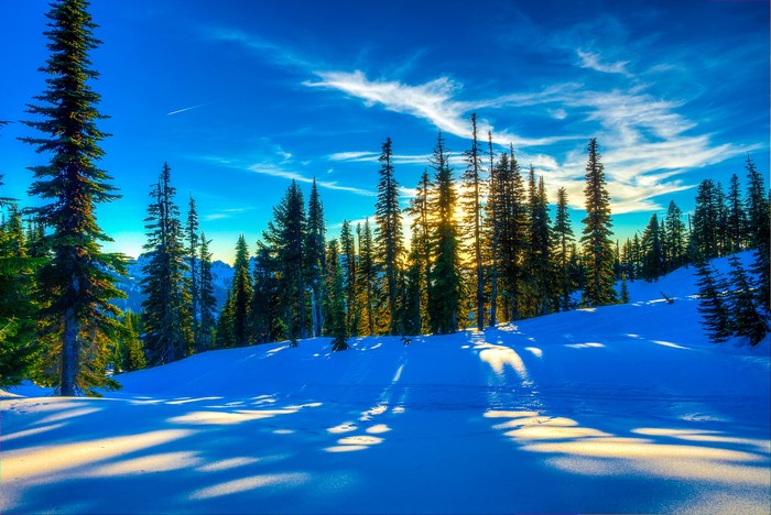 Winter forest with snow and sunlit sky