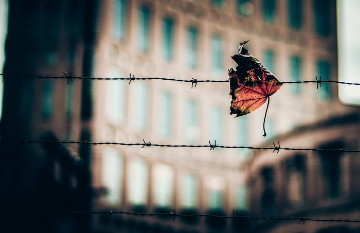 Leaf on barbed wire fence