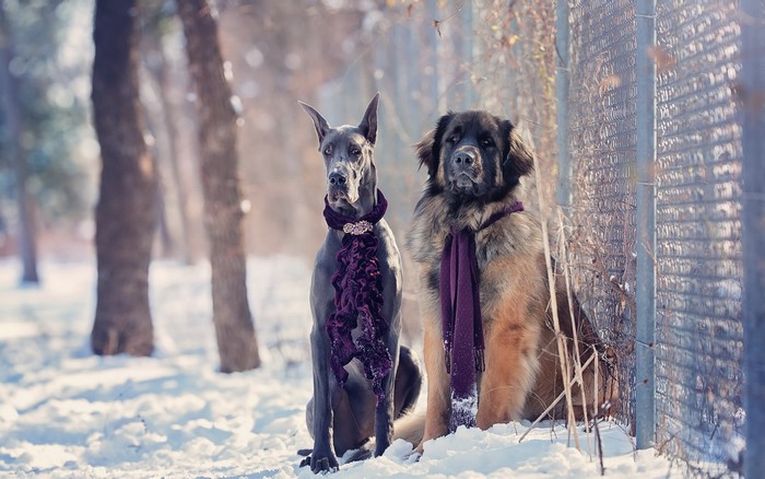 Two dogs in winter with scarves