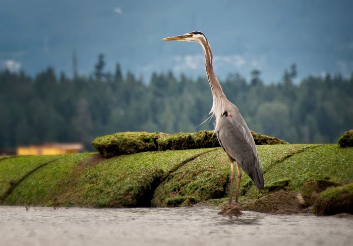Great Blue Heron standing on a mossy rock