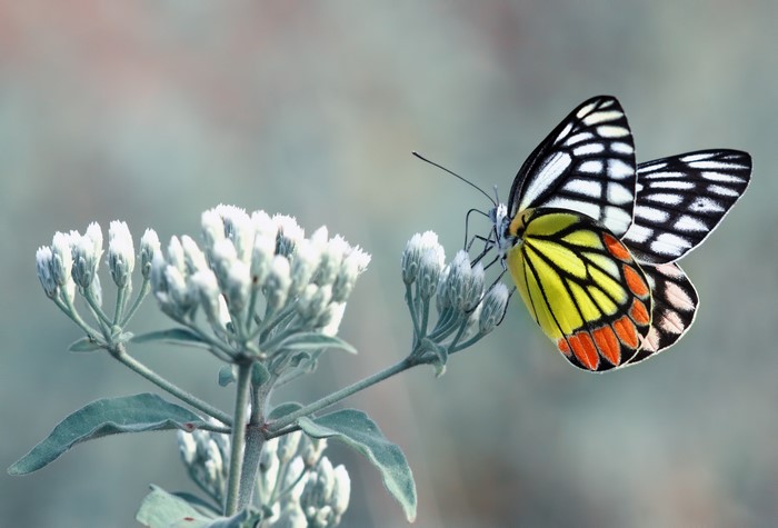 Butterfly on a white flower