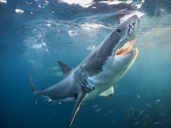 Great white shark swimming underwater with fish