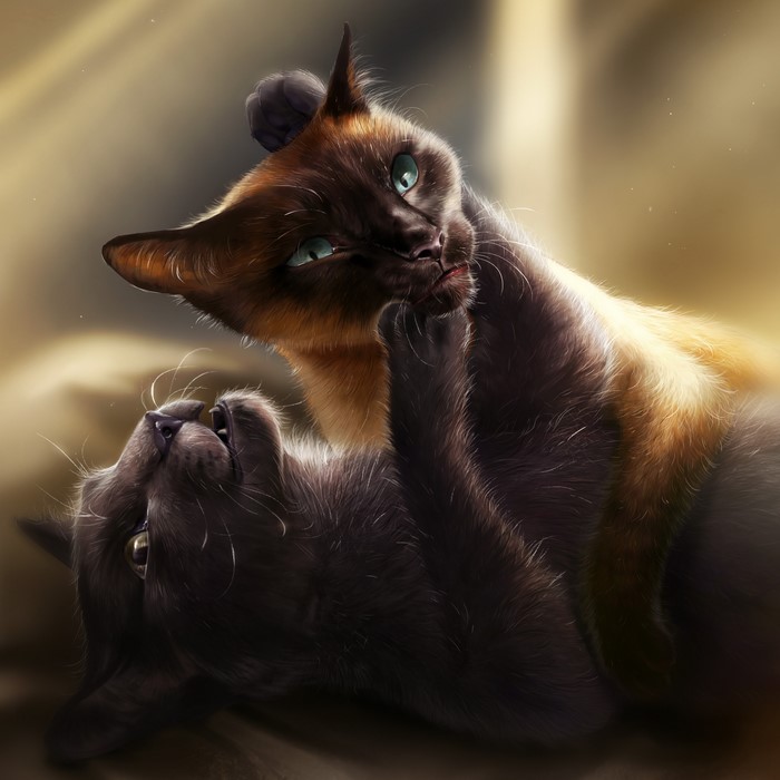 Two cats playing