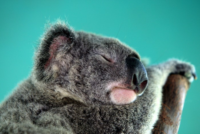 Koala sleeping on a branch