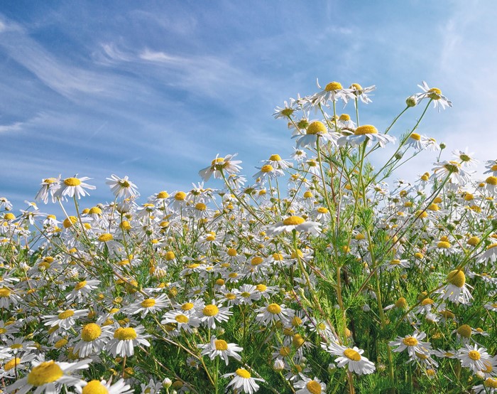 Field of Chamomile Flowers Under a Blue Sky