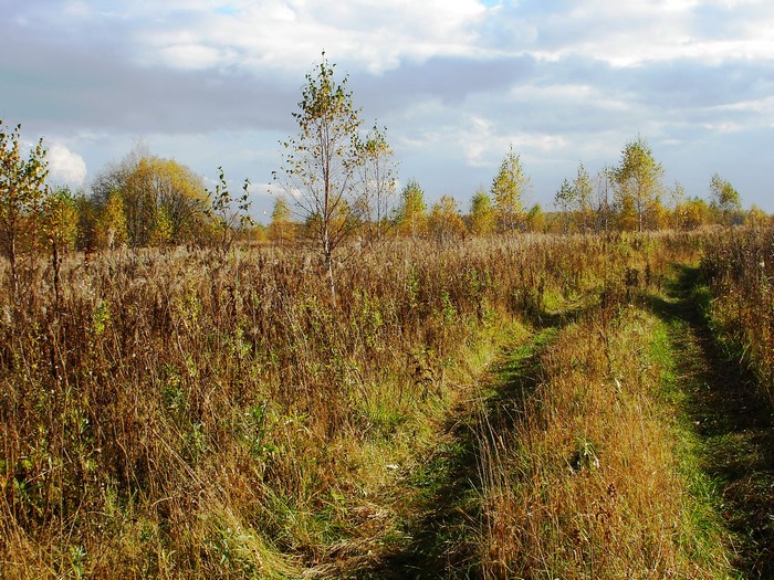 Dirt road through a field of dry grass and trees