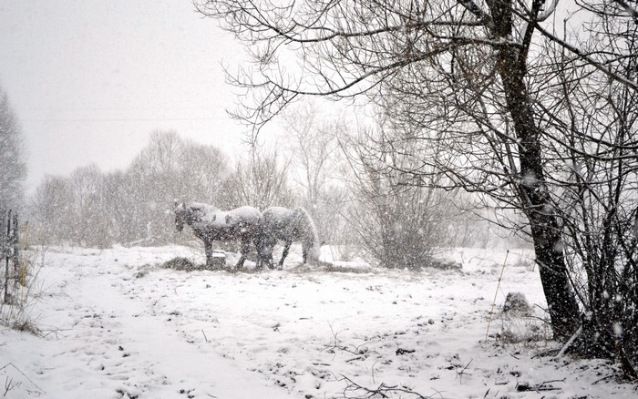 Horses in a snowy field during snowfall