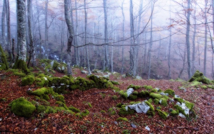 Misty forest with moss-covered rocks and fallen leaves