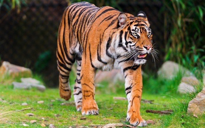 Tiger walking in a grassy enclosure