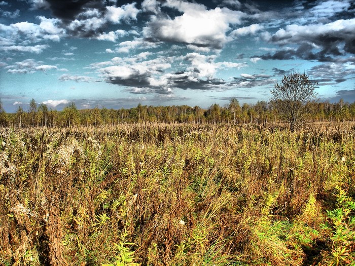 Field with trees and dramatic clouds