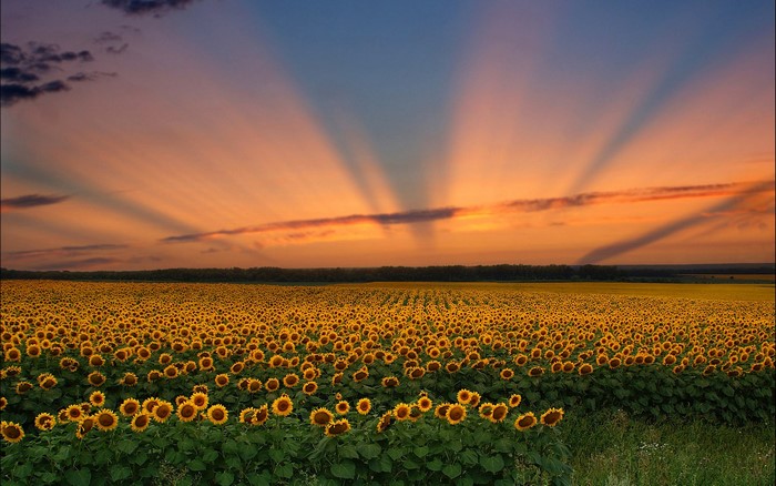 Field of Sunflowers at Sunset with Sun Rays