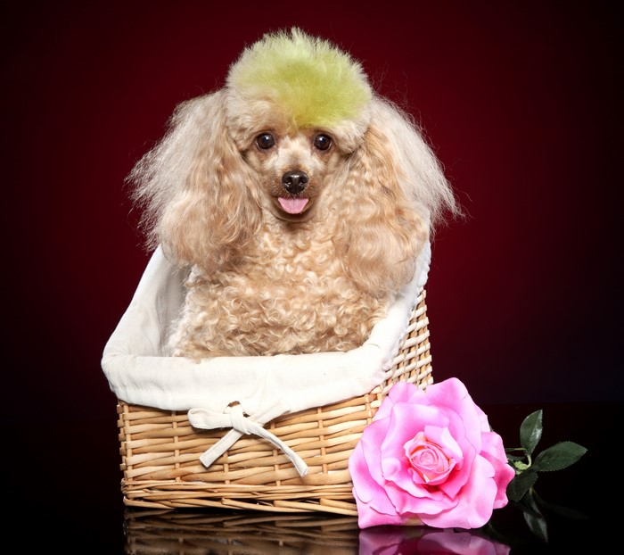 Poodle with green dyed hair in a basket with a rose