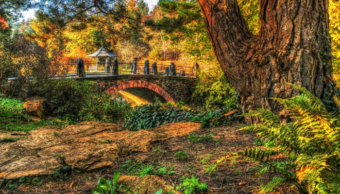 Autumn bridge with large tree trunk and ferns