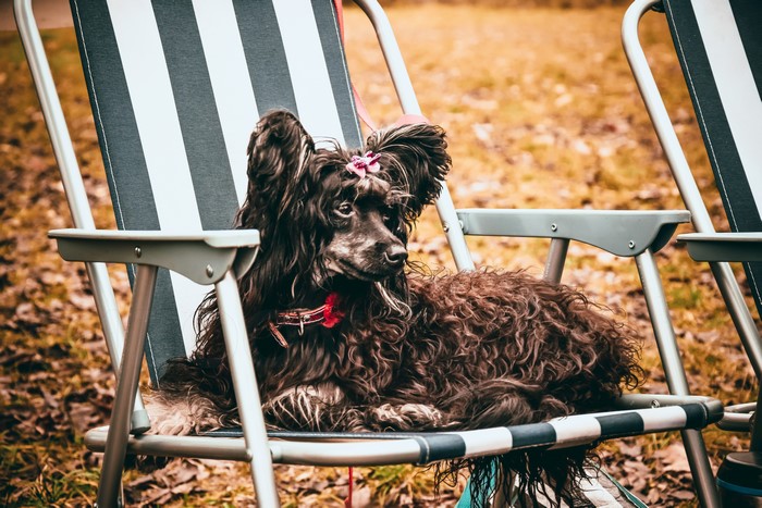 Chinese Crested dog with pink bow on chair