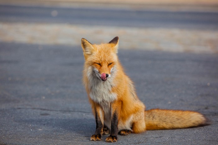 Red Fox Sitting on Asphalt
