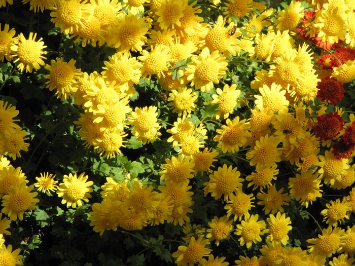 Many yellow chrysanthemums in close-up