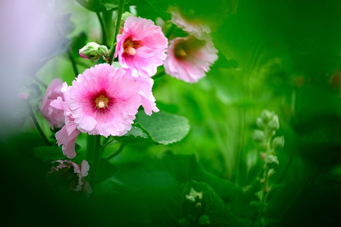 Pink Malva flowers blooming in green foliage