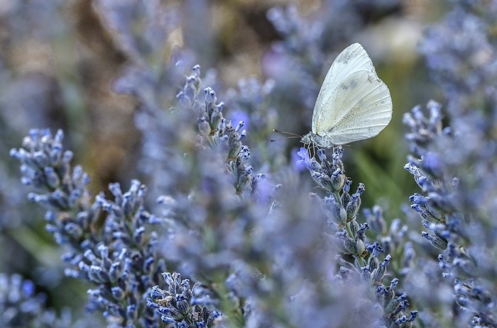 White butterfly on lavender
