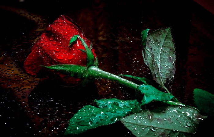 Red rose with water drops on dark background