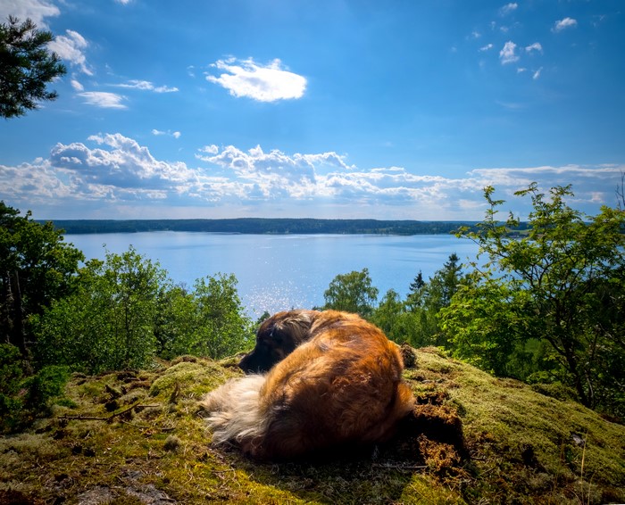 Dog sleeping on mossy hill overlooking lake