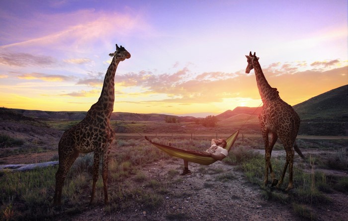 Man relaxing in hammock between two giraffes at sunset