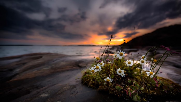 Camomiles on the coast at sunset