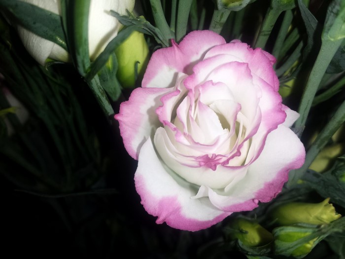 Close-up of a pink and white Eustoma flower with buds