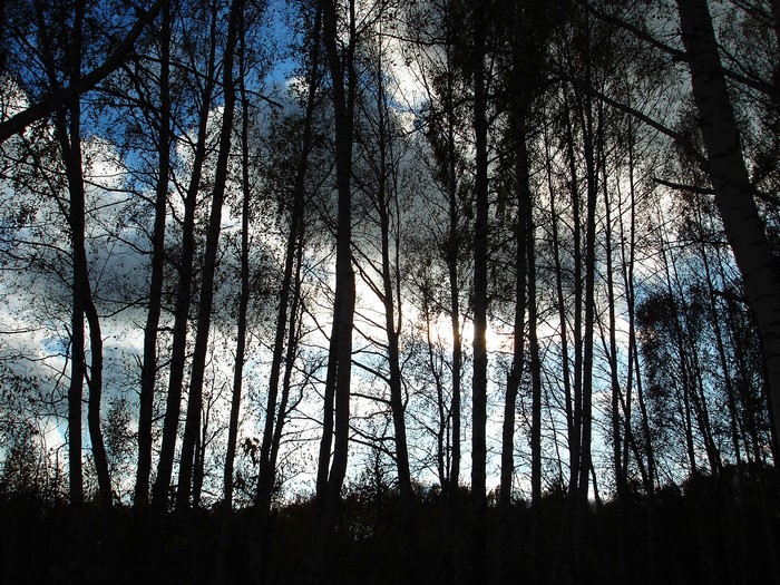 Silhouetted trees against a cloudy sky