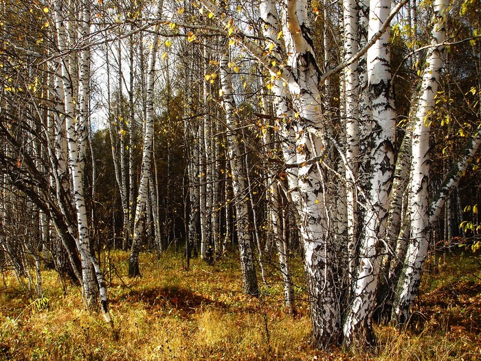 Birch forest in autumn with fallen leaves