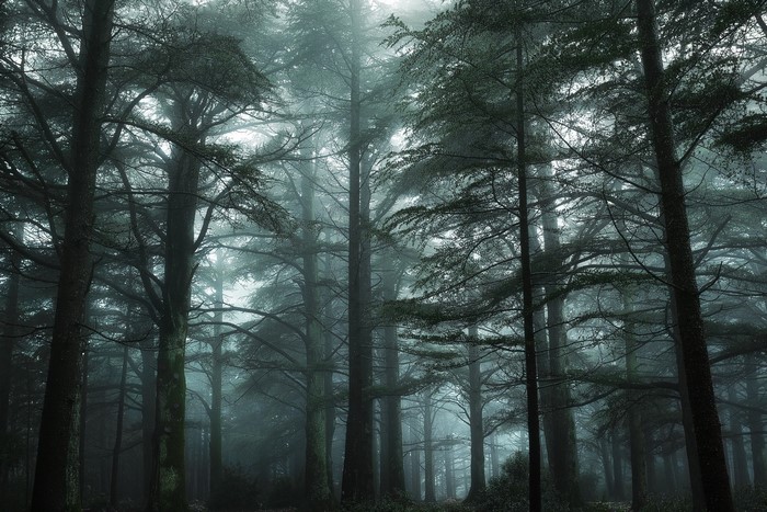 Foggy forest with tall trees in Bonnieux, France