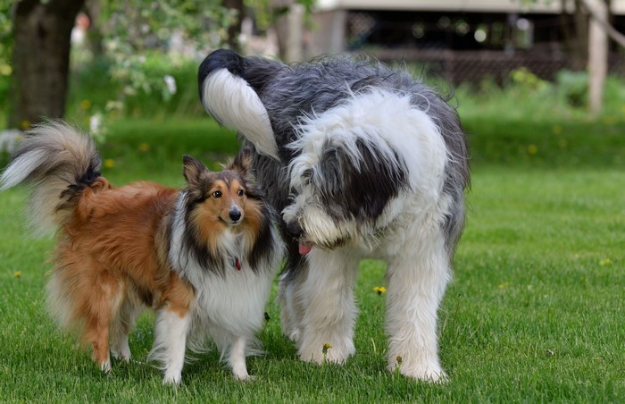 Shetland Sheepdog and Old English Sheepdog on Grass