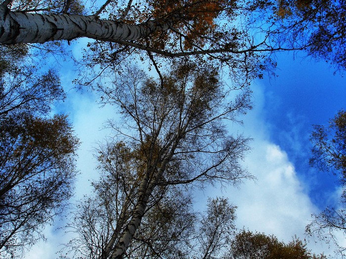 Looking up at birch trees against a blue sky