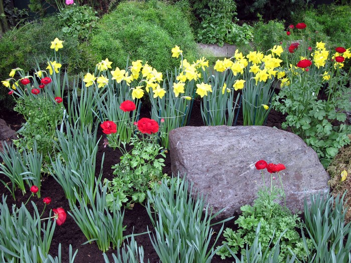 Garden with Daffodils, Poppies, and Stones