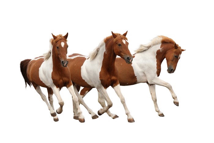 Three Paint Horses Running