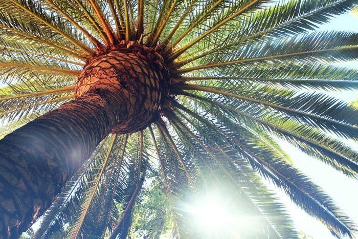 4K Palm Tree Trunk and Fronds