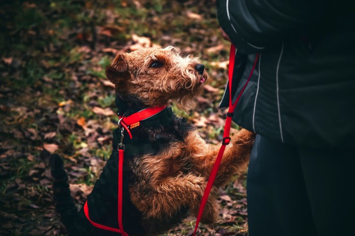 Welsh Terrier on a leash with owner