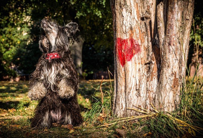 Chinese Crested Dog Sitting by Tree with Heart