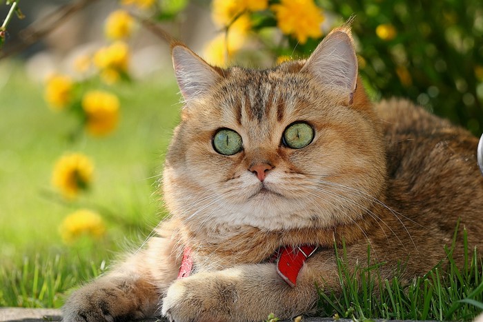 Golden British Shorthair cat with green eyes