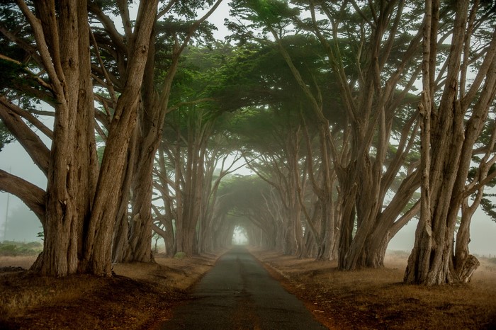 Avenue of Cypress Trees in California